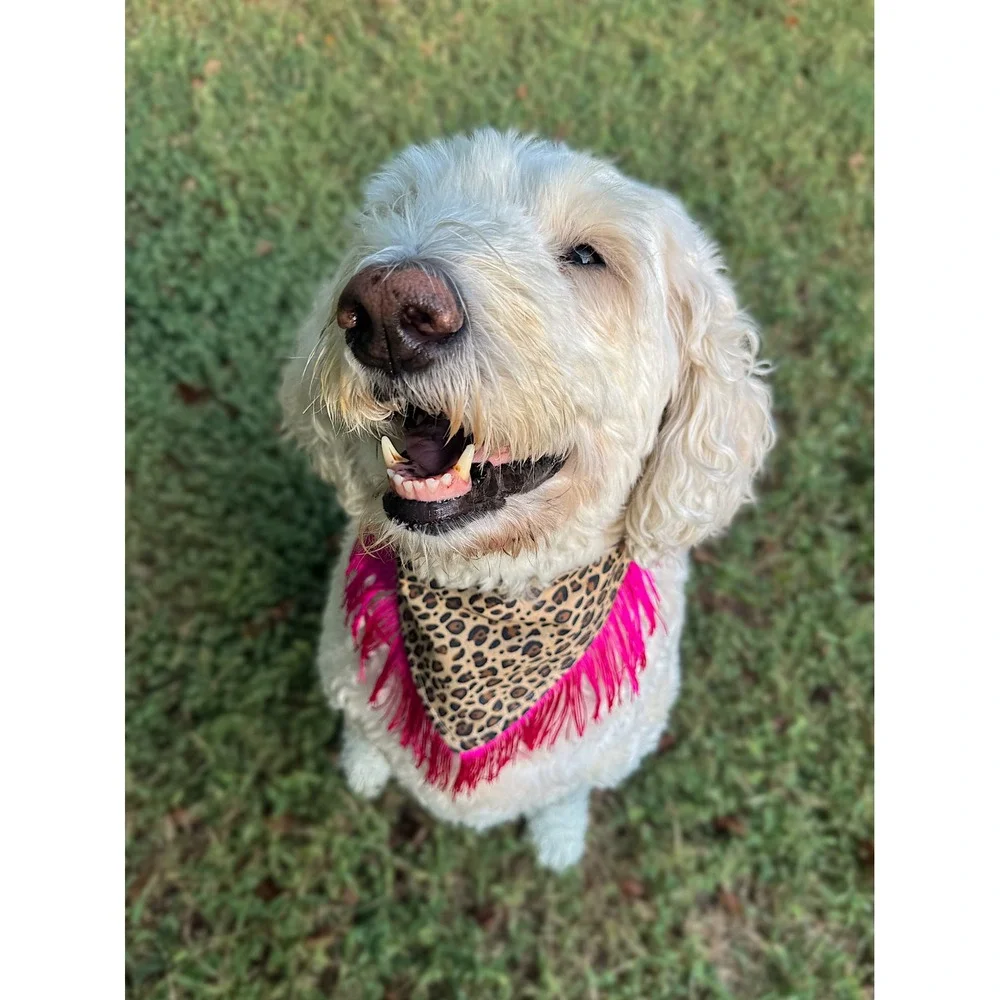 Honky Tonk Hottie Leopard Fringe Dog Bandana Pink Western Handmade Pet Accessory